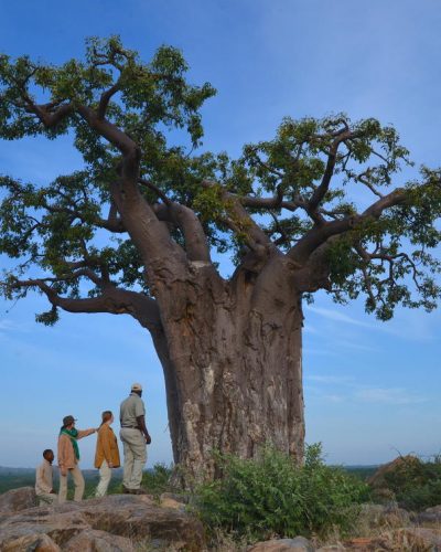 dsc_0831baobab